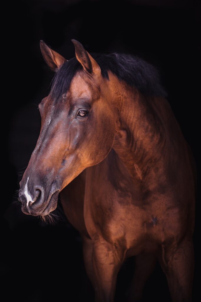 horse, portrait, animals-4044547.jpg